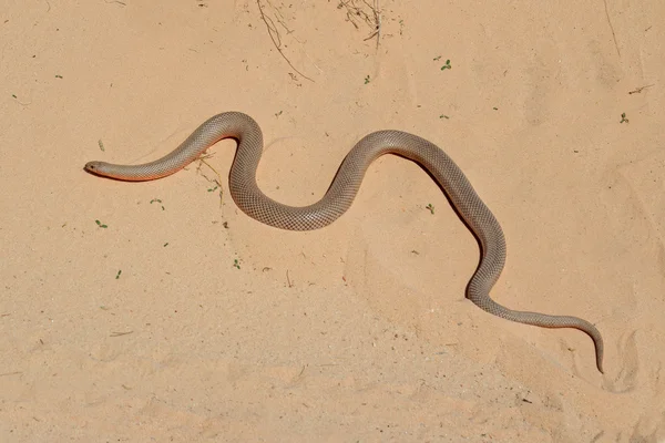 Cobra-toupeira — Fotografia de Stock