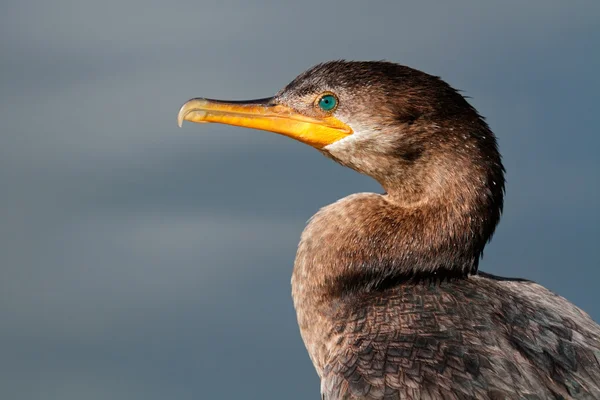 Neotropic cormorant — Stock Photo, Image