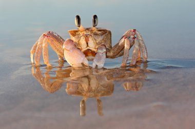 Ghost crab on beach clipart