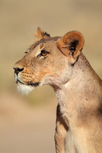 Uyarı dişi aslan — Stok fotoğraf