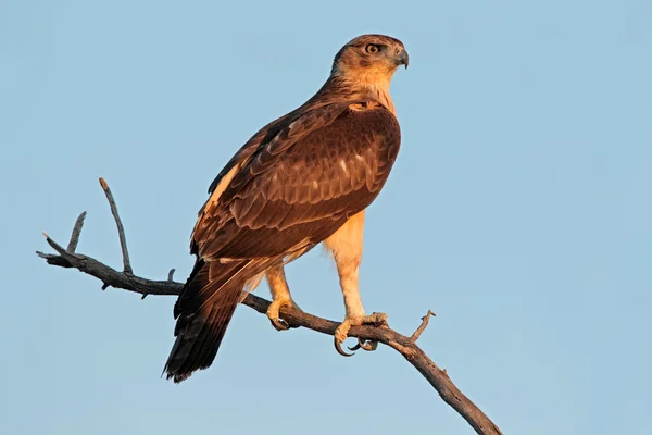 Afrikaanse hawk eagle — Stockfoto