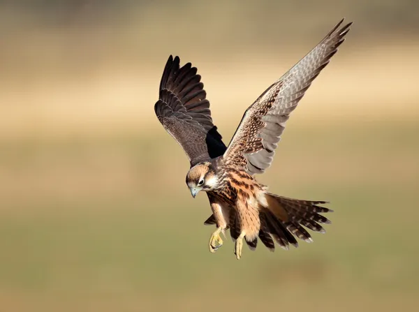 Lanner falcon landing — Stock Photo, Image