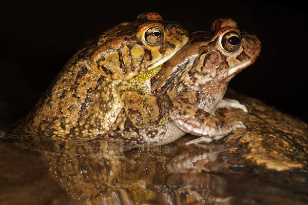 Спаривание гортанных жаб — стоковое фото