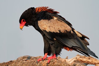 Bateleur eagle clipart