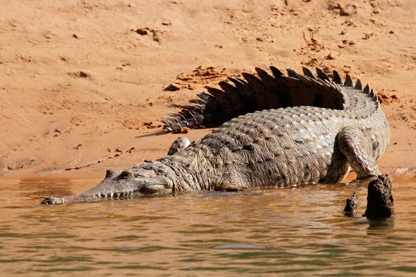 Crocodilo de água doce — Fotografia de Stock