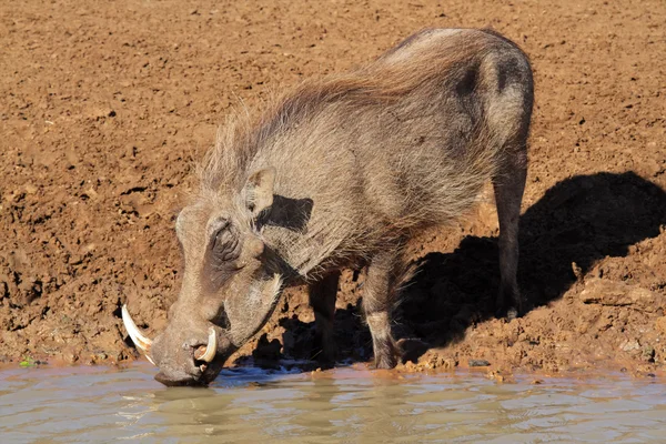stock image Warthog drinking water