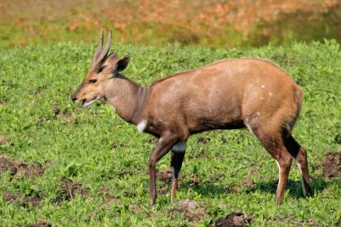 Bushbuck antelope clipart