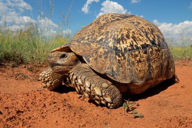 Leopard tortoise clipart