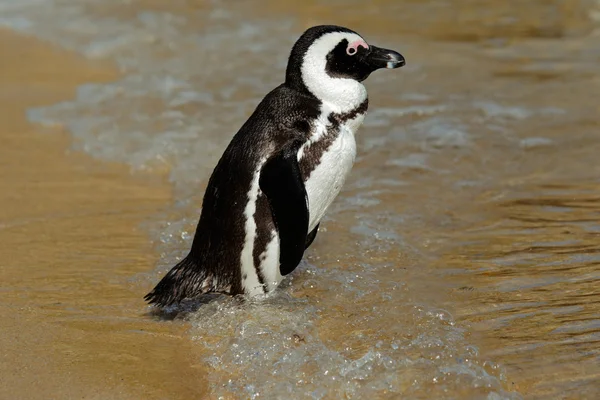 Pinguino africano — Foto Stock