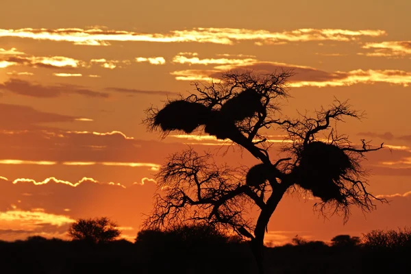 Afrikanska solnedgången med siluett träd — Stockfoto