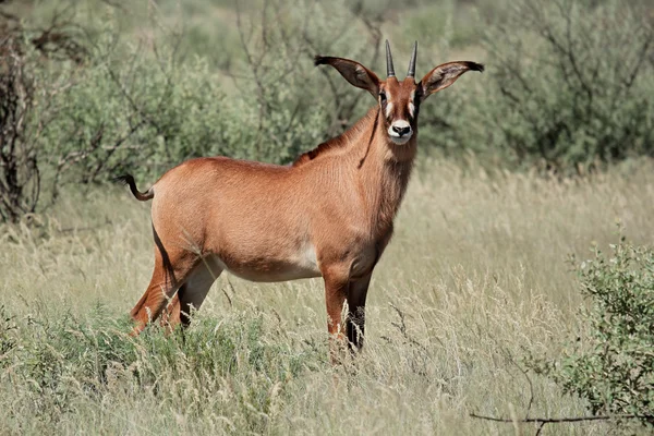 Meşin antilop — Stok fotoğraf