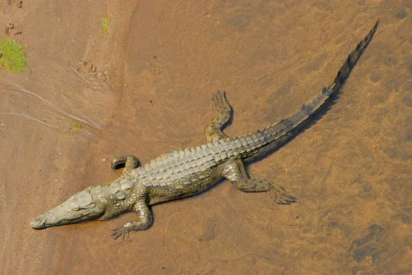 Nílusi krokodil — Stock Fotó