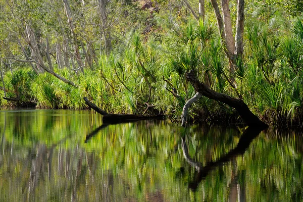 Trees with reflections — Stock Photo, Image
