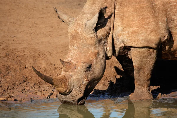 Rhinocéros blanc eau potable — Photo