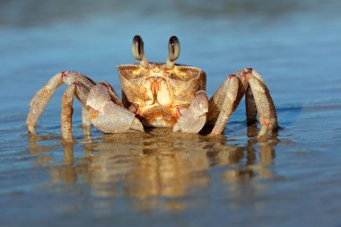 Ghost crab on beach clipart