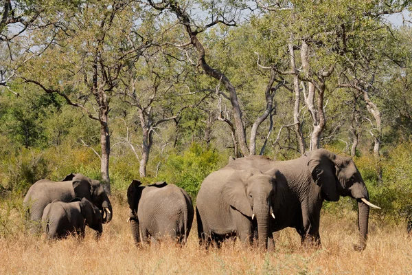 stock image African elephants