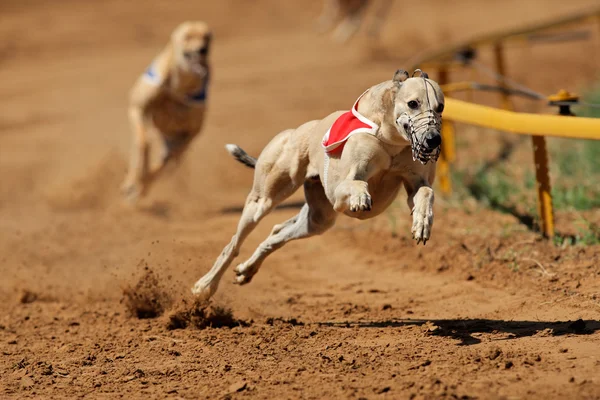 Tävlar greyhound — Stockfoto