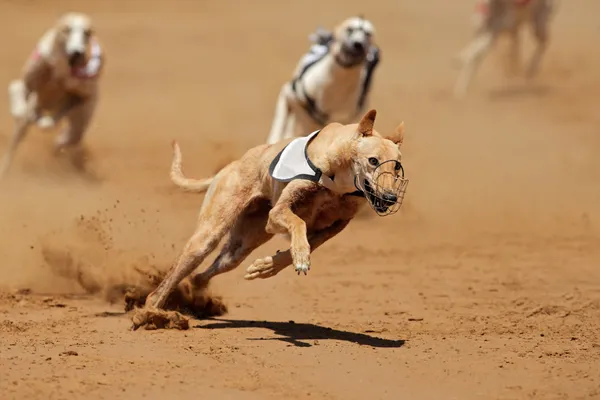 Cão cinzento Sprinting — Fotografia de Stock