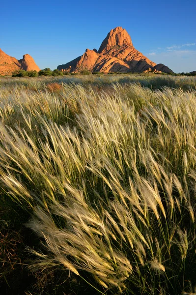Wuivende grassen, Namibië — Stockfoto