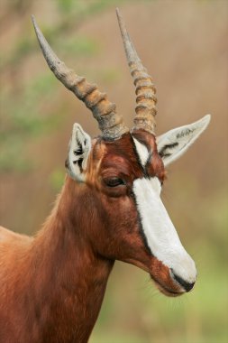 bontebok antilopu