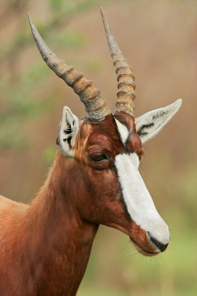 Antilope di Bontebok — Foto Stock