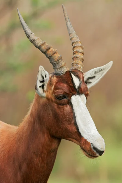 Antílope de bontebok — Fotografia de Stock