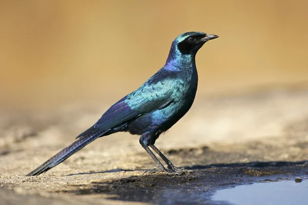 Burchell의 starling — 스톡 사진