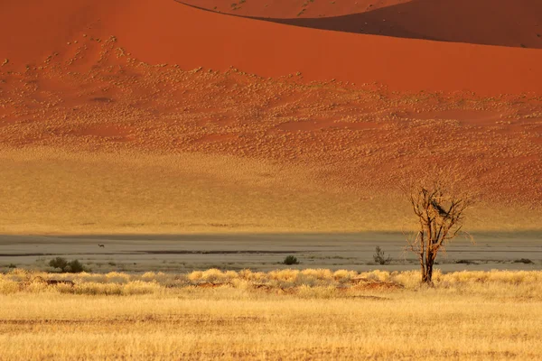 Τοπία ερήμου — Φωτογραφία Αρχείου