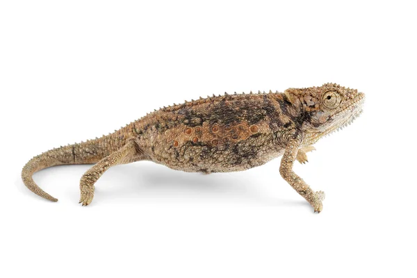 Dwarf chameleon — Stock Photo, Image