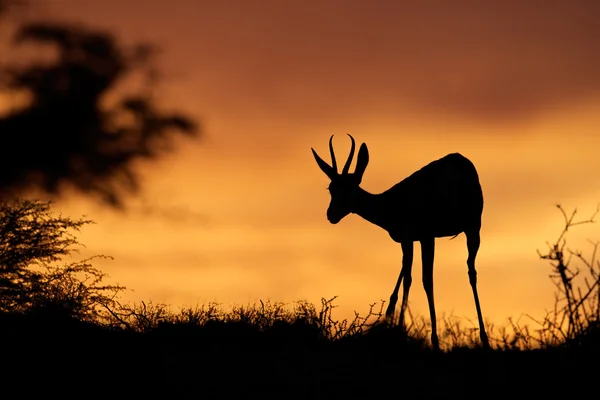 Springbok silhouette — Stock Photo, Image