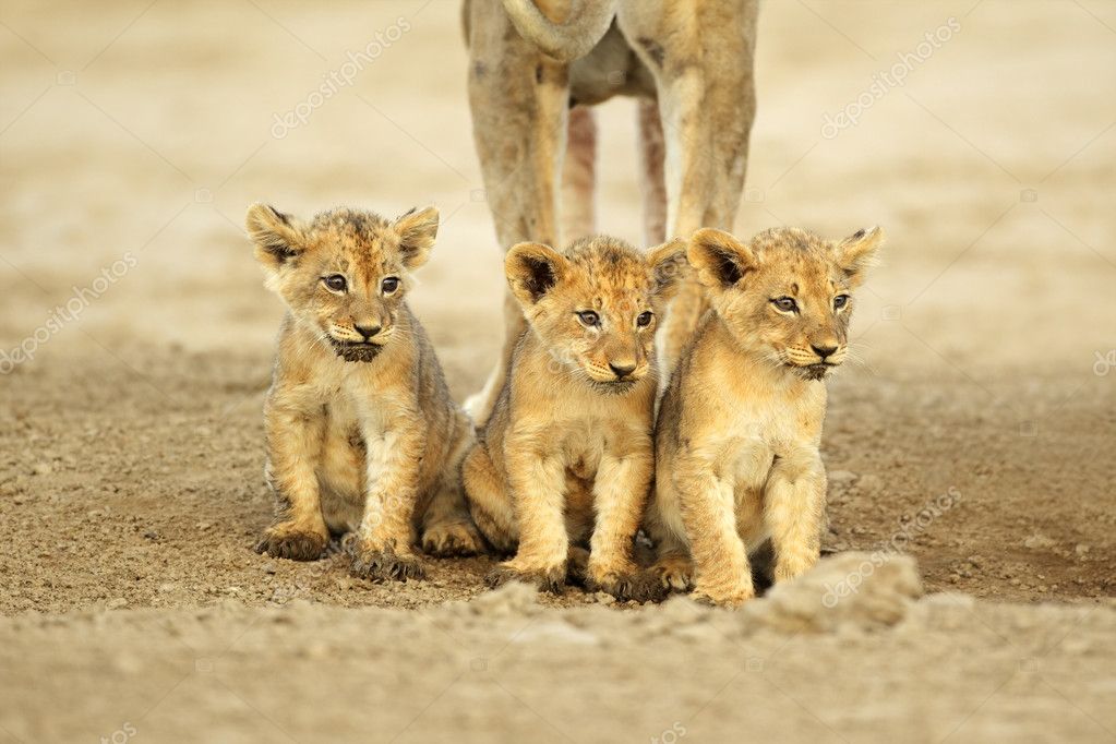 Leones lindos fotos de stock, imágenes de Leones lindos sin royalties |  Depositphotos