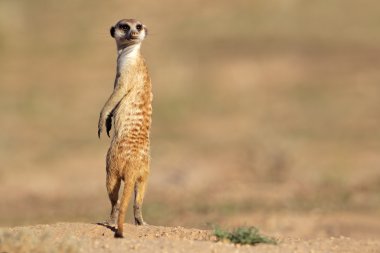 meerkat tetikte