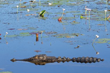 Saltwater crocodile clipart