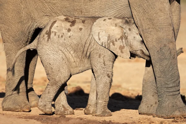 아프리카 코끼리 종 아리 — 스톡 사진
