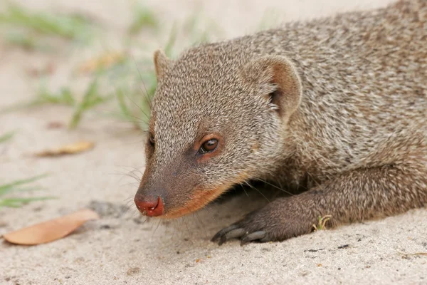 stock image Banded mongoose