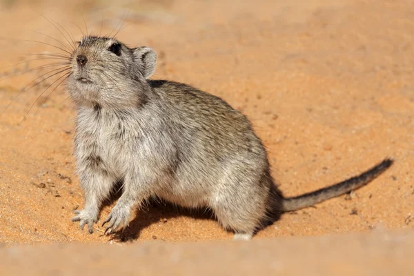 Gwizdy szczur — Zdjęcie stockowe