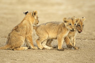 Cute lion cubs clipart