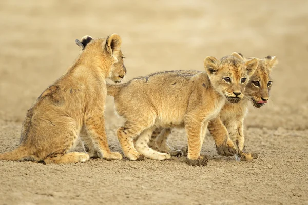 Sevimli aslan yavruları — Stok fotoğraf