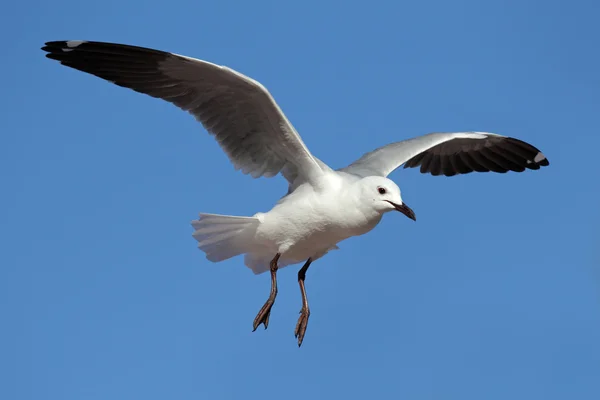 Hartlaubs gull — Stock Photo, Image