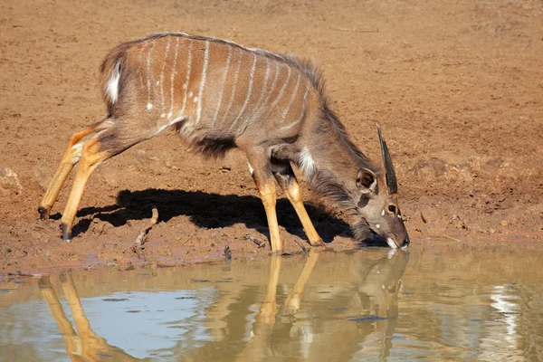 Nyala антилопи, пити — стокове фото