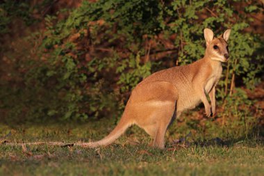 Agile Wallaby clipart