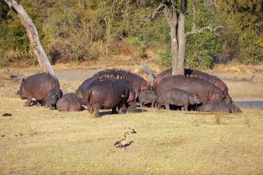 Hippo aile