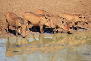 içme warthogs