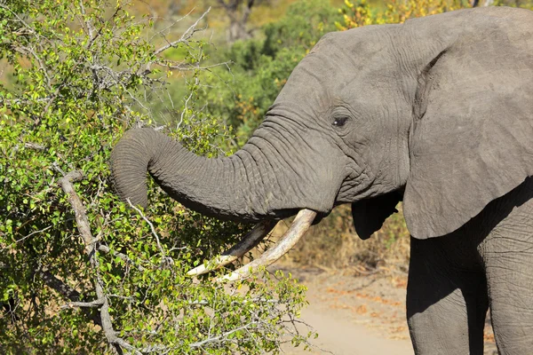 Alimentando elefante africano — Fotografia de Stock