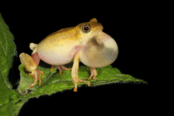 그린된 리드 개구리 — 스톡 사진