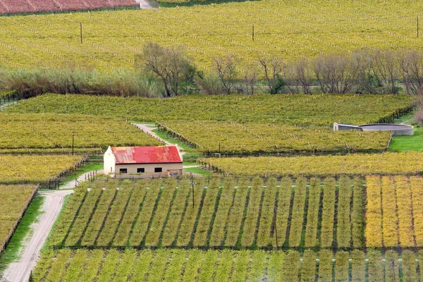 Vineyard landscape — Stock Photo, Image