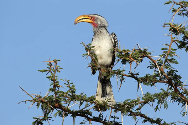Gelbschnabelhornvogel — Stockfoto