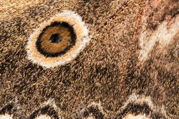 Крыло мотылька — стоковое фото