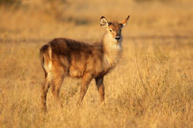 Young waterbuck clipart