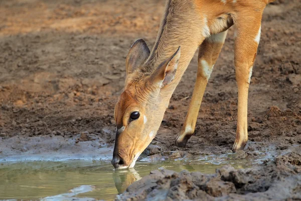 Nyala antilop içme — Stok fotoğraf